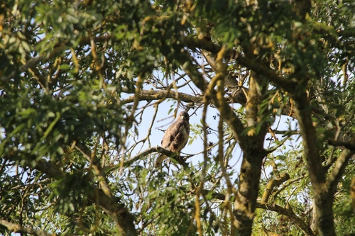 Common Buzzard