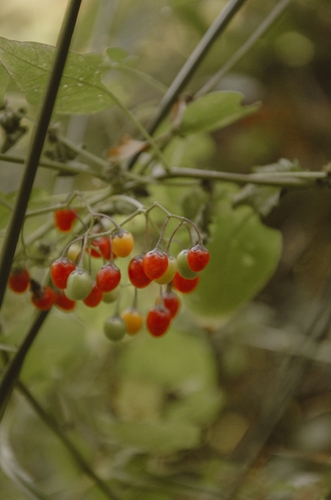 bittersweet nightshade