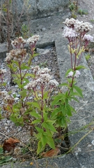 author not stated, no rights reserved Eupatorium cannabinum, photograph author not stated, no rights reserved