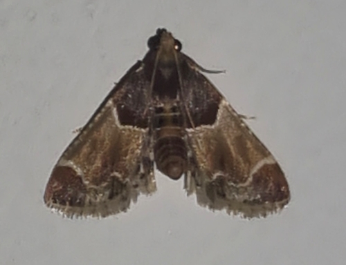 Meal moth