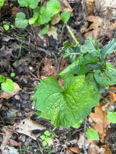 Alliaria petiolata, photograph 2