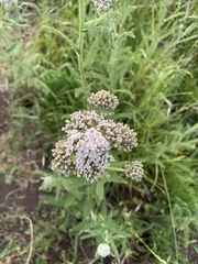 Stevia serrata
