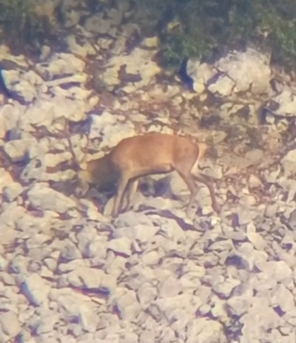 Red Deer