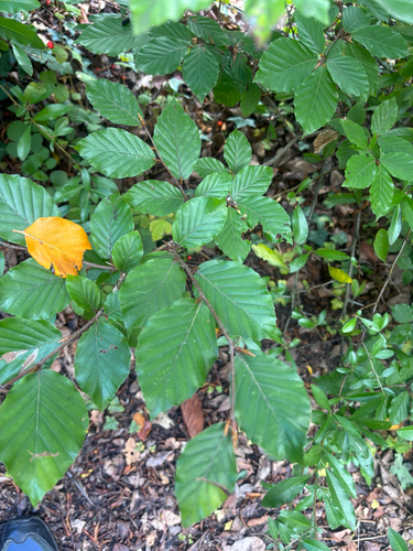 Fagus sylvatica, photograph 2