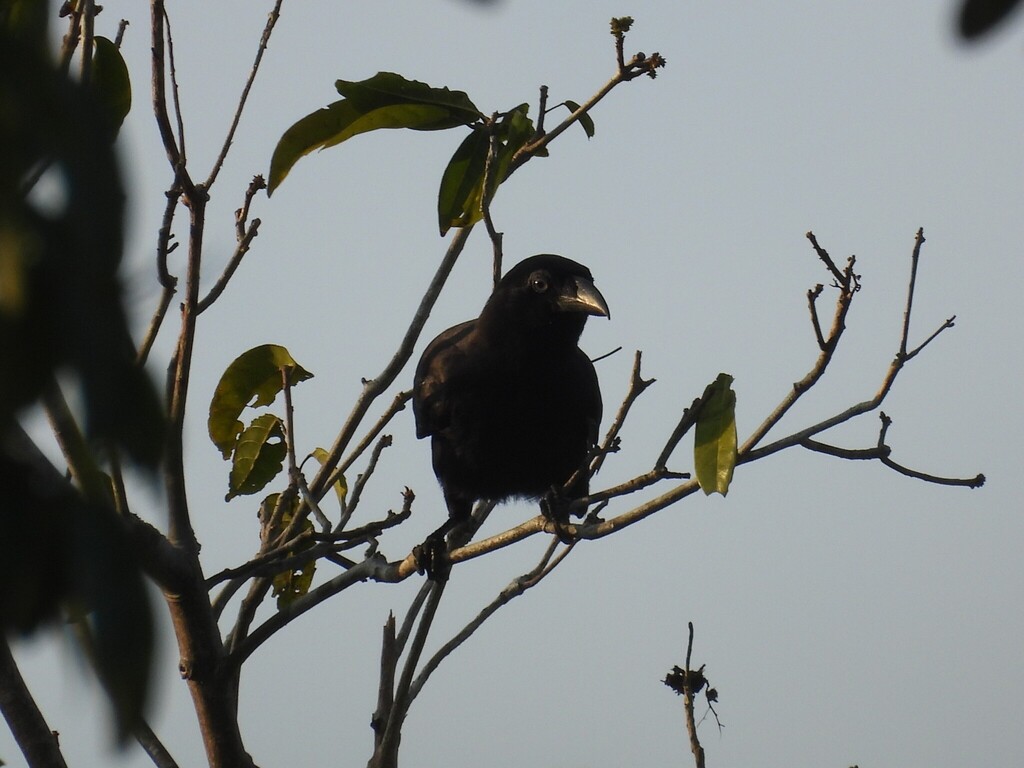 Gagak banggai (Corvus unicolor)