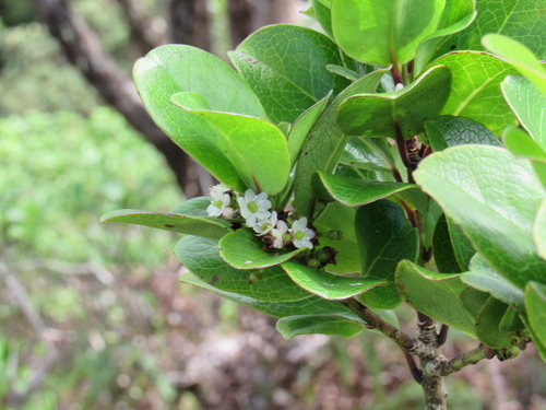 Ilex anomala observed 2026-09-12
