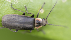 Atalantycha dentigera