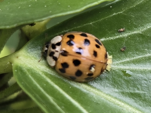 Asian Lady Beetle