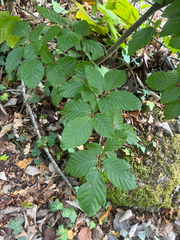 Fagus sylvatica, photograph (c) Iona Cowell, some rights reserved (CC BY)