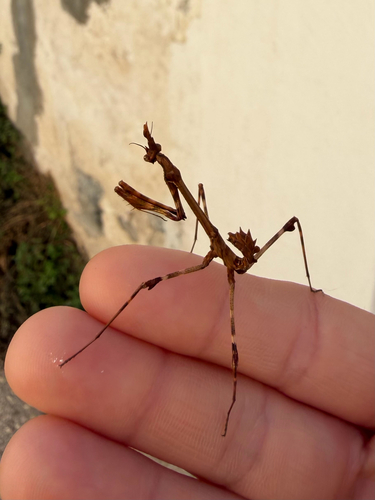 Mediterranean Conehead Mantis