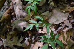Zizia trifoliata