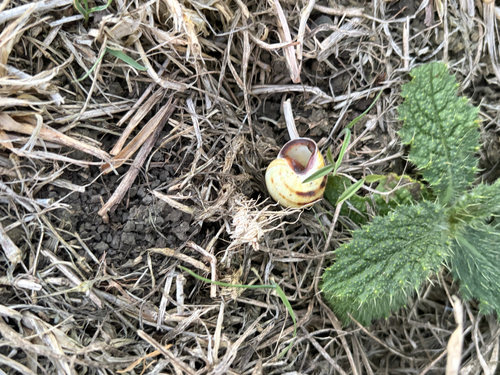Brown-lipped Snail