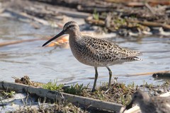 Limnodromus griseus griseus