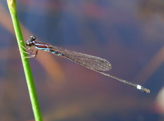 Mortonagrion falcatum