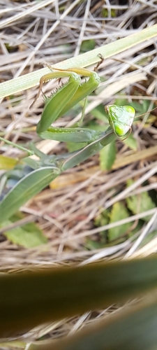 European Mantis