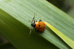 Deraeocoris punctum