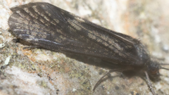 Annulipalpia