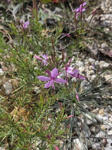 Rosemary-leaved Willowherb