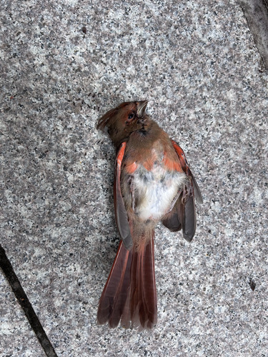 Northern Cardinal