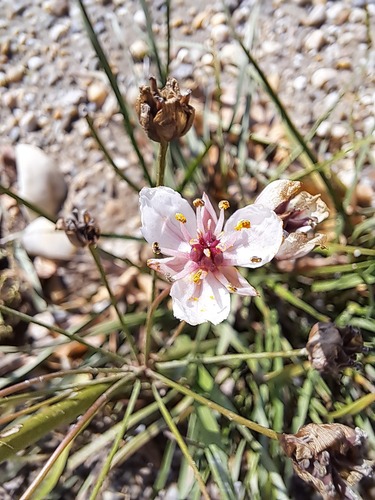 Flowering-rush