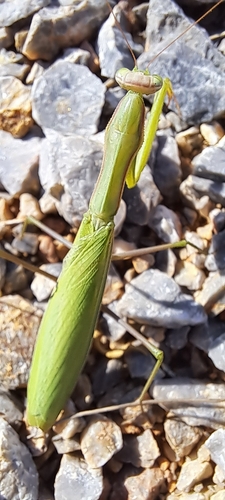 European Mantis