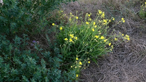 Diplotaxis tenuifolia