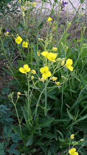 Diplotaxis tenuifolia, photograph 1