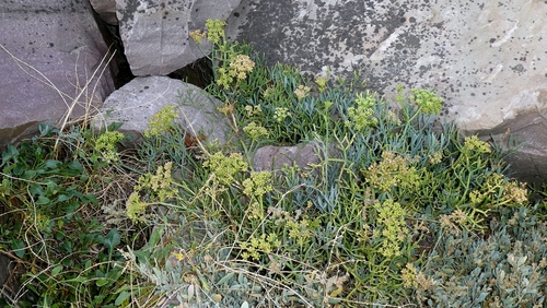 Crithmum maritimum, photograph 1