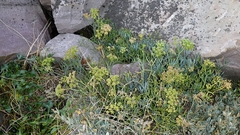 Crithmum maritimum, photograph author not stated, no rights reserved