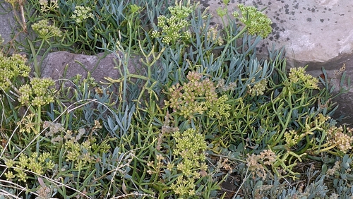 Crithmum maritimum, photograph 2