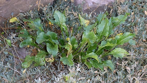 Beta vulgaris