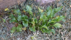 Beta vulgaris