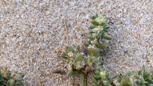 Salsola kali, photograph 1