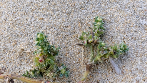 Salsola kali