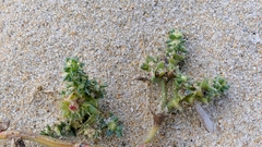 Salsola kali