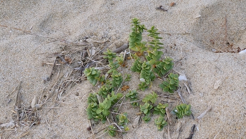 Honckenya peploides