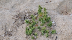 Honckenya peploides