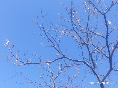 Anadenanthera colubrina observed 2026-09-20