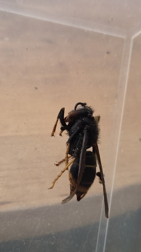 Yellow-legged Hornet