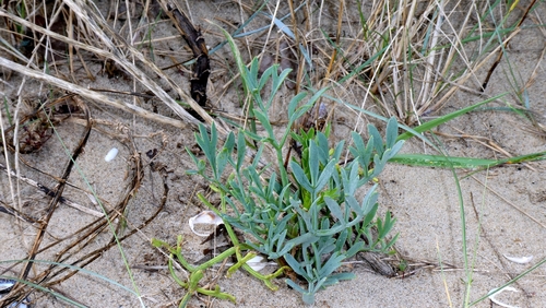 Crithmum maritimum