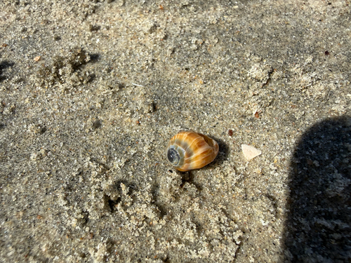Melampus olivaceus observed 2026-09-26