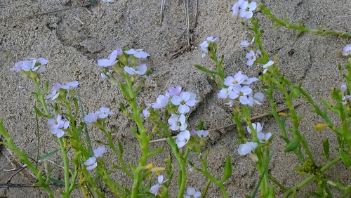 Cakile maritima, photograph 2
