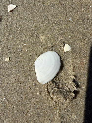 Macoma nasuta observed 2026-09-26