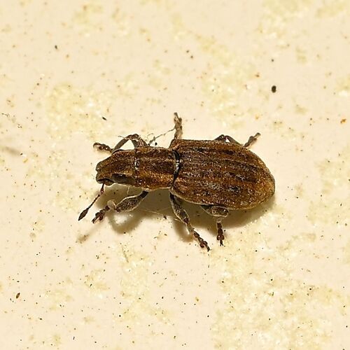 Clover root weevil
