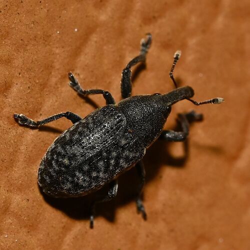 Canada Thistle Bud Weevil
