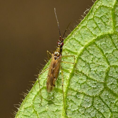 Dicyphus errans