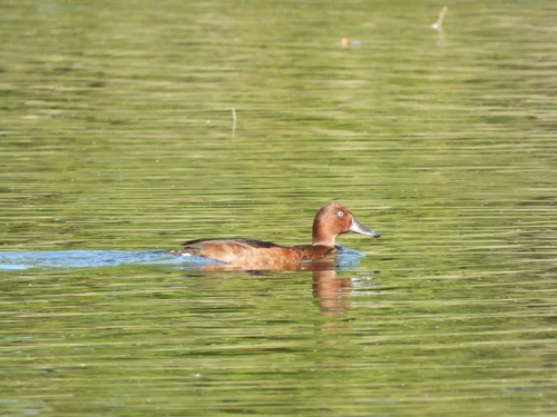 Ferruginous Duck