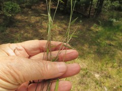 Dichanthelium curtifolium