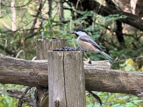 Black-capped Chickadee