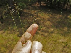 Dichanthelium curtifolium